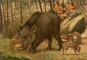 Forage: Wild Boar and Young