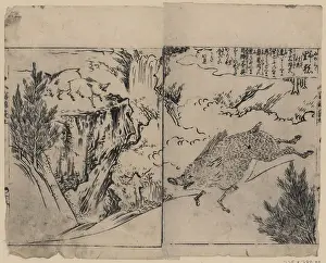 Boars: Wild boars running, on cliffs, and near pine trees