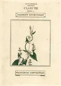 Polygonum: Wild buckwheat, Fallopia convolvulus