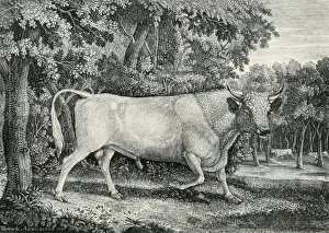 Chillingham: Wild Bull of Chillingham Castle
