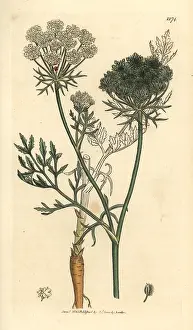 Daucus: Wild carrot, Daucus carota