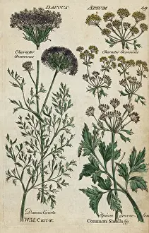 Celery: Wild carrot, Daucus carota, and celery, Apium graveolens