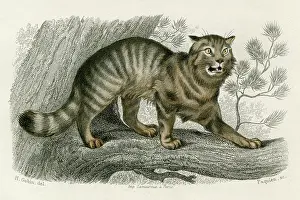 Fewer: WILD CAT