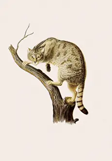 Spotty: Wild Cat