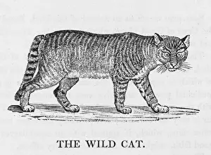 Sauvage: WILD CAT (BEWICK)