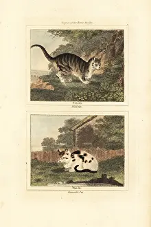 Feral: Wild cat and domestic cat