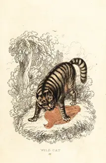 William Rhind: The wild cat, Felis catus