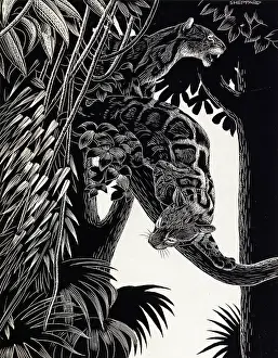 Sheppard: Two wild cats in a tree