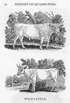 Chillingham: WILD CATTLE