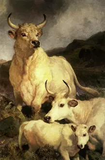 Nestle: Wild Cattle of Chillingham, by Landseer