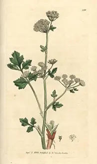 Celery: Wild celery, Apium graveolens