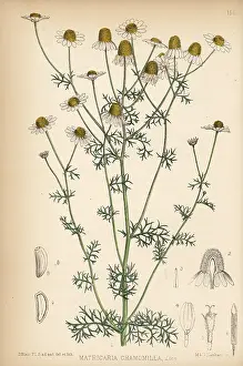 Chamomile: Wild chamomile, Matricaria chamomilla