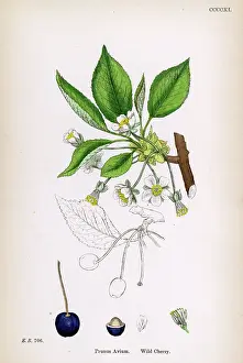 May18: Wild cherry blossom