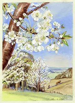 Wild Cherry Tree