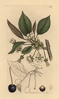 Sour: Wild cherry tree, Prunus cerasus