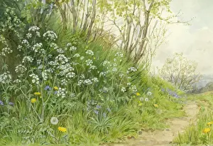 Chervil: Wild Chervil in landscape