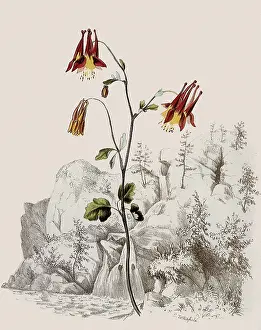 Columbine: Wild Columbine