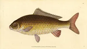 Carpio: Wild common carp, Cyprinus carpio. Vulnerable