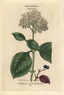 Dogwood: Wild cornel tree or dogwood, Cornus sanguinea