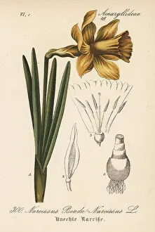 Pseudonarcissus: Wild daffodil, Narcissus pseudonarcissus
