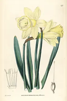 Subsp: Wild daffodil, Narcissus pseudonarcissus subsp. moschatus