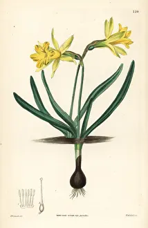 Subsp: Wild daffodil, Narcissus pseudonarcissus subsp. minor