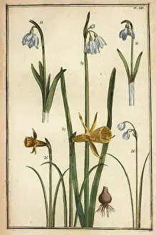Corrigee: Wild daffodil and snowdrops