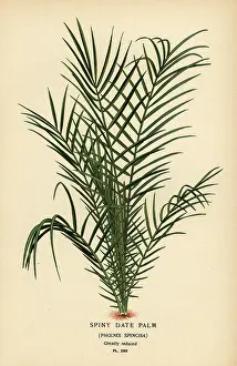 Broadleaf: Wild date palm, Phoenix reclinata