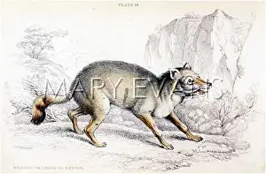 Thous: WILD DOG OF ANATOLIA