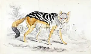 Thous: WILD DOG OF THE CAPE