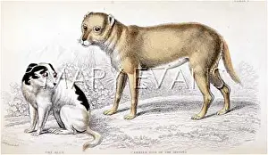 Alco: WILD DOG OF N AMERICA