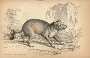 Lizars: Wild dog of Natolia, Thous acmon Perhaps the