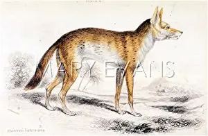 Thous: WILD DOG OF NUBIA