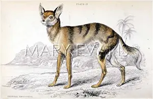 Thous: WILD DOG OF SENEGAL