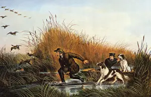 Wild Duck Shooting
