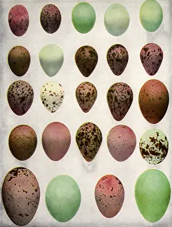 Agassiz: Wild Eggs