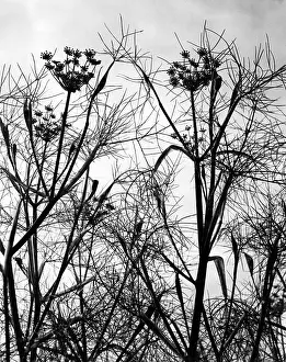 Fennel: WILD FENNEL