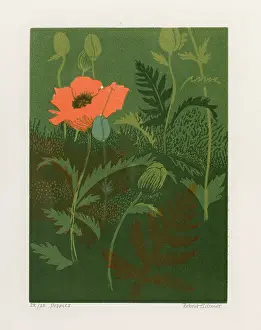 Wildflowers: Wild Field Poppies