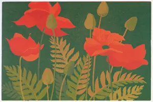 Wildflowers: Wild Field Poppies