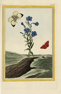 Linum: Wild flax, Linum lewisii