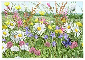 Buttercups: Wild flower meadow with common blue butterfly