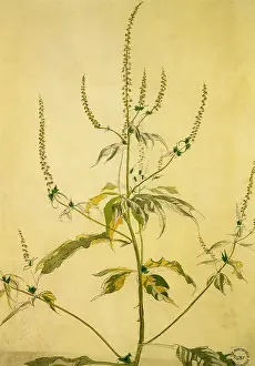 Wildflowers: Wild Flower Study