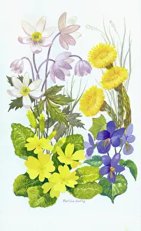 Caley: Wild Flowers