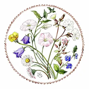 Convolvulus: Wild Flowers in a circle