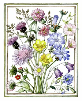 Convolvulus: Wild Flowers in a frame