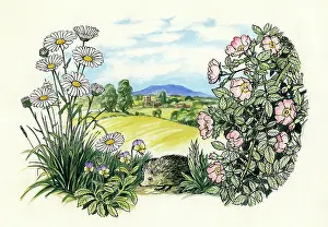 Hedgehog: Wild flowers, hedgehog and landscape