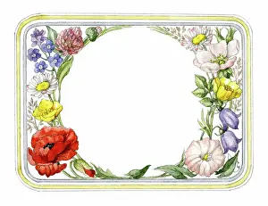 Convolvulus: Wild flowers in rectangle with rounded corners