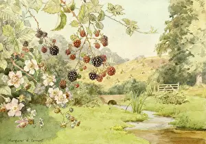 Blackberries: Wild FlowersBlackberries or Brambles