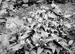 Garlic: Wild Garlic