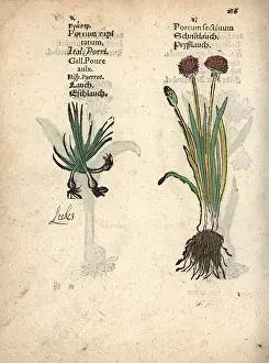 Garlic: Wild garlic, Allium vineale